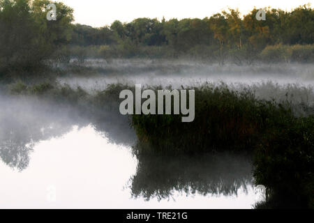 Noorderelsplaat im Winter im Morgennebel, Niederlande, Südholland, Dordtse Biesbosch Stockfoto