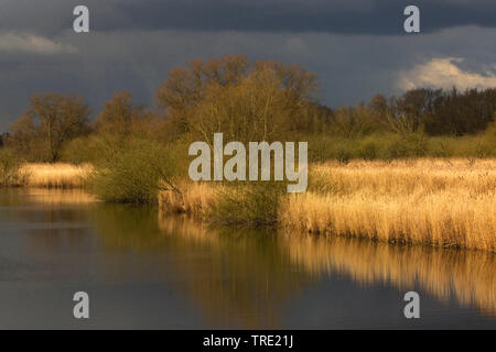 Noorderelsplaat im Winter, Niederlande, Südholland, Dordtse Biesbosch Stockfoto