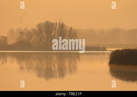 Noorderelsplaat im Winter im Morgennebel, Niederlande, Südholland, Dordtse Biesbosch Stockfoto