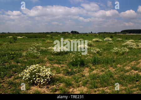 Geruchlos mayweed, Geruchlos Kamille (Tripleurospermum perforatum, Tripleurospermum inodorum, Matricaria inodora), brachliegende Feld in Hardenhoek, Niederlande, Nordbrabant, Brabantse Biesbosch Stockfoto