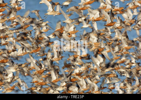 Bar-tailed godwit (Limosa lapponica), fliegende Herde, Niederlande, Terschelling Stockfoto