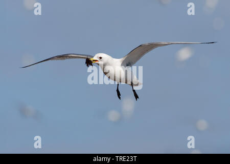 Schwarz-legged Dreizehenmöwe (Rissa tridactyla, Larus tridactyla), im Flug mit Nistmaterial, Norwegen, Varangerfjord, Ekkeroy Stockfoto