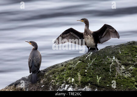 Kormoran (Phalacrocorax carbo), seine Flügel trocknen auf einem Felsen, Island Stockfoto