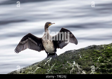 Kormoran (Phalacrocorax carbo), seine Flügel trocknen auf einem Felsen, Island Stockfoto