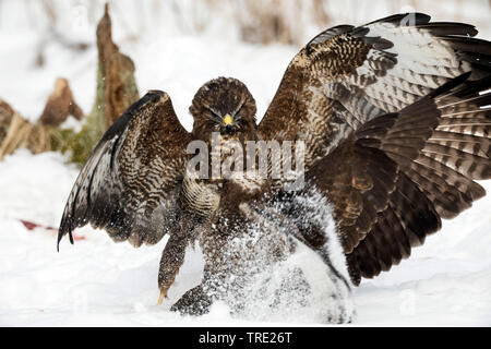 Eurasischen Mäusebussard (Buteo buteo), zwei widersprüchliche Bussarde im Schnee, Deutschland Stockfoto