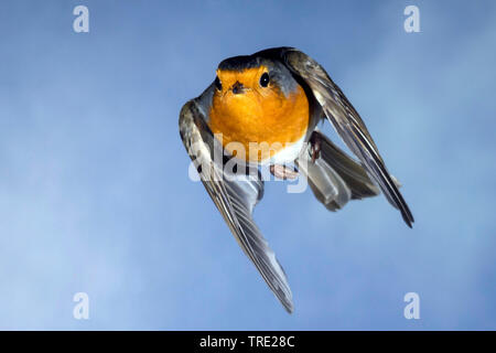 Europäische Robin (Erithacus Rubecula), im Flug, Deutschland Stockfoto