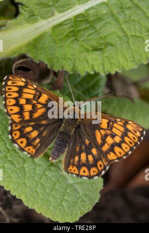 Herzog von Burgund (Hamearis lucina, Nemeobius luvina), weiblich, Deutschland Stockfoto