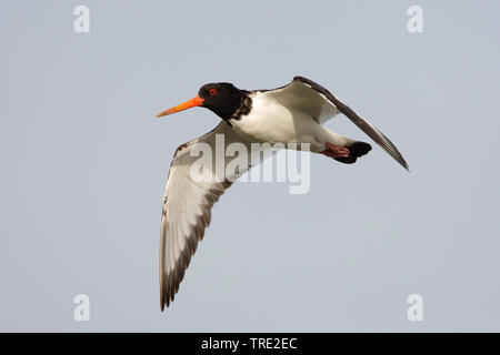 Paläarktis Austernfischer (Haematopus Ostralegus), fliegen, Niederlande, Terschelling Stockfoto