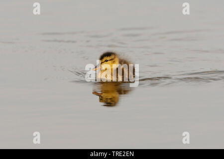 Schnatterente (Anas strepera, Mareca strepera), Jungen, Niederlande, Terschelling Stockfoto