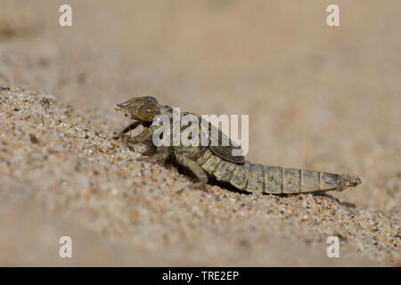 Asiatische gomphus flavipes (Gomphus), Luke von einem Asiatischen gomphus, Serie Bild 2/12, Niederlande, Drenthe Stockfoto