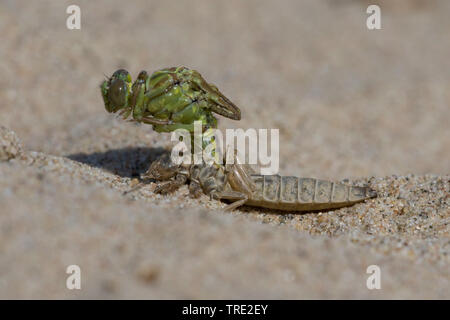 Asiatische gomphus flavipes (Gomphus), Luke von einem Asiatischen gomphus, Serie Bild 6/12, Niederlande, Drenthe Stockfoto