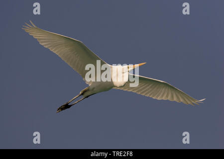 Silberreiher, Silberreiher (Egretta alba, Casmerodius Albus, Ardea alba), im Flug, Iran, Hormozgan Stockfoto