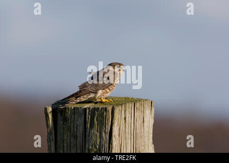 Merlin (Falco columbarius), Weibliche auf einer Stange, Niederlande, Terschelling Stockfoto