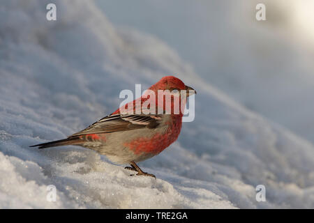 Pine grosbeak (Pinicola enucleator), männlich im Schnee, Finnland, Kaamanen Stockfoto