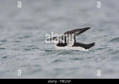 Tordalk (Alca torda), unreife Flattern seine Flügel, Niederlande, Terschelling Stockfoto