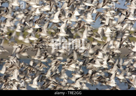 Rote Knoten (Calidris Canutus), Herde im Flug, Niederlande, Terschelling Stockfoto