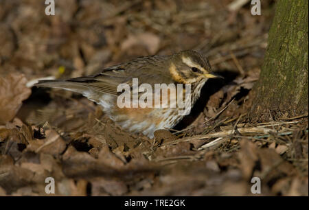 Rotdrossel (Turdus Iliacus), auf dem Boden sitzend, Niederlande, Terschelling Stockfoto