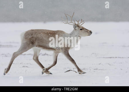 Europäische Rentier, Europäischen (Rangifer tarandus tarandus Caribou), im Winter Fell, Norwegen, Varangerfjord, Kiberg Stockfoto