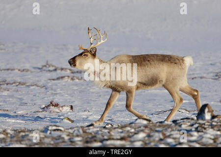 Europäische Rentier, Europäischen (Rangifer tarandus tarandus Caribou), im Winter Fell, Norwegen, Varangerfjord, Kiberg Stockfoto