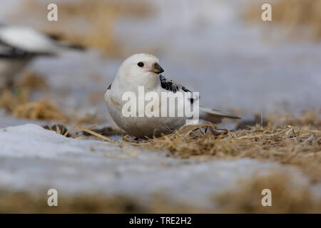 Schneeammer (Plectrophenax nivalis), männlich im Schnee, Finnland, Kaamanen Stockfoto