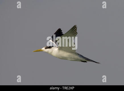 Mehr crested tern (Sterna bergii bergii Thalasseus,), im Flug, Iran, Hormozgan Stockfoto