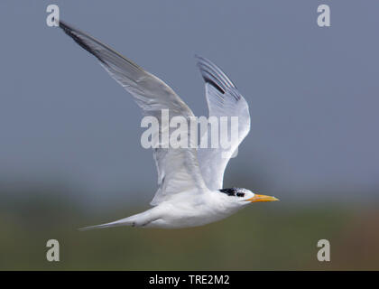 Royal tern (thalasseus Maximus, Sternea maxima), im Flug, Gambia Stockfoto