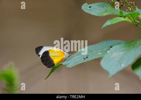 Gemeinsame gepunkteten Rahmen (Mylothris Chloris), sitzend auf einem Blatt, Gambia, Western Division WD Stockfoto