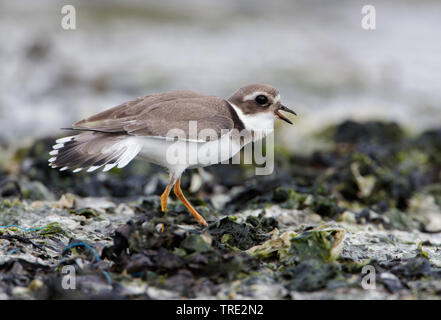 Kibitze (Charadrius hiaticula), im Wattenmeer, Niederlande, Terschelling Stockfoto