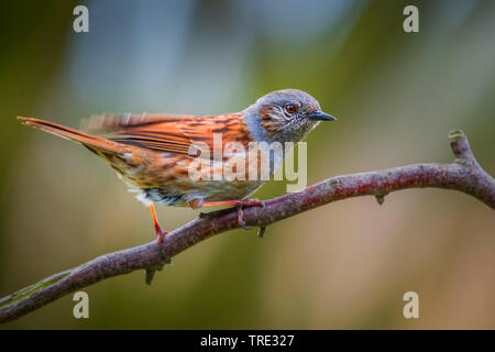 Dunnock (Phasianus colchicus), hocken auf einem Zweig, Seitenansicht, Deutschland, Nordrhein-Westfalen Stockfoto