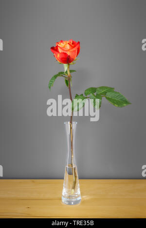 rote Rose vor einer grauen Wand Stockfoto