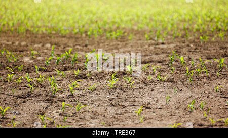 Indische Mais, Mais (Zea mays), kleine Mais Feld, Italien Stockfoto