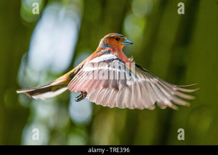 Buchfink (Fringilla coelebs), im Flug, Seitenansicht, Deutschland, Nordrhein-Westfalen Stockfoto