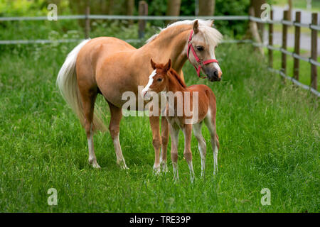 Die Walisische und cob Pony (Equus przewalskii f. caballus), Stute mit Fohlen auf der Koppel, Deutschland, Nordrhein-Westfalen Stockfoto