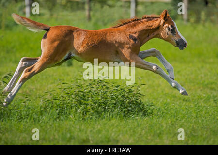 Die Walisische und cob Pony (Equus przewalskii f. caballus), Fohlen in einer Wiese, Seitenansicht, Deutschland, Nordrhein-Westfalen Stockfoto