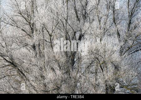 Willow, Korbweide (Salix spec.), die mit Reif, Deutschland, Nordrhein-Westfalen Stockfoto