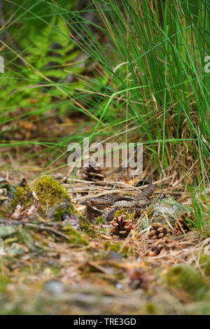 Europäische nightjar (Caprimulgus europaeus), auf dem Boden aufliegt, Niederlande, Drenthe Stockfoto