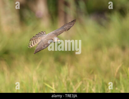 Shikra (Accipiter badius cenchroides, Accipiter cenchroides), Fliegende, Kasachstan Stockfoto