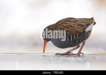 Wasserralle (Rallus Aquaticus), für Lebensmittel im Winter, Niederlande suchen, Terschelling Stockfoto