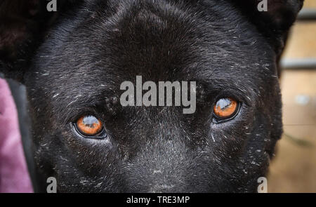 Augen Hund Gesicht Nahaufnahme von Black Dog Stockfoto