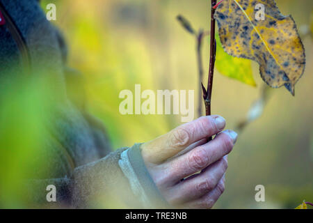 Balsam poplar, Ost Balsam-Pappel (Populus balsamifera tacamahac), sammelte Pappel Knospen, Deutschland Stockfoto