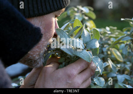 Gemeinsame Salbei, Küche Salbei (Salvia officinalis), Mann Riechen an Salbei, Deutschland Stockfoto