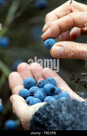 Blackthorn, Schlehe (Prunus spinosa), Frau Sammeln von Früchten von blackthorn, Deutschland Stockfoto