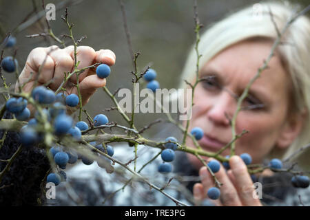 Blackthorn, Schlehe (Prunus spinosa), Frau Sammeln von Früchten von blackthorn, Deutschland Stockfoto