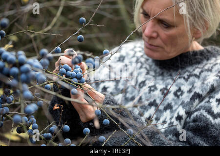 Blackthorn, Schlehe (Prunus spinosa), Frau Sammeln von Früchten von blackthorn, Deutschland Stockfoto