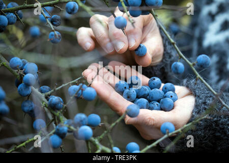 Blackthorn, Schlehe (Prunus spinosa), Frau Sammeln von Früchten von blackthorn, Deutschland Stockfoto