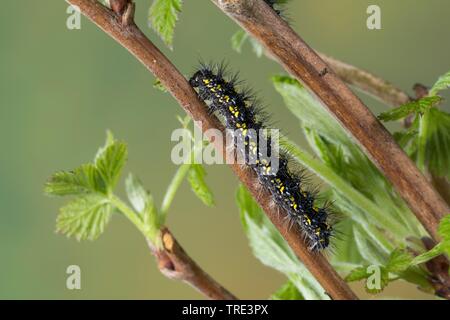 Scarlet Tiger (Callimorpha dominula, Panaxia dominula), Caterpillar an einem Zweig, Seitenansicht, Deutschland Stockfoto