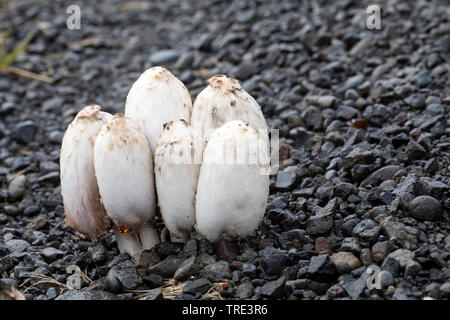 Shaggy ink Kappe, der Anwalt von Perücke, Shaggy Mane (Coprinus comatus, coprinus Ovatus), Bremsen durch Asphalt, Island Stockfoto