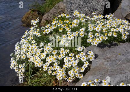 Geruchlos mayweed, Geruchlos Kamille (Tripleurospermum maritimum), blühende, Island Stockfoto