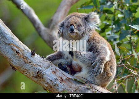 Koala, koala Bär (Phascolarctos cinereus), sitzt auf einem Ast kratzen, Australien Stockfoto