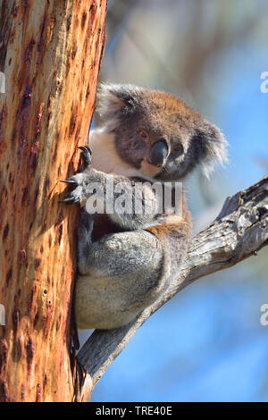 Koala, koala Bär (Phascolarctos cinereus), sitzt in einem Baum Gabel, Australien Stockfoto